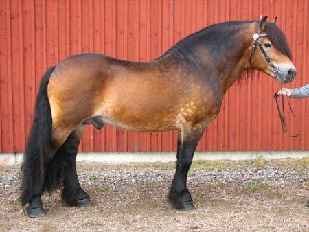 North Swedish Horse